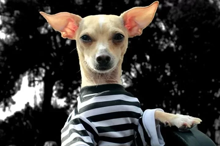 Patitas de Perro Night Tour: el paseo nocturno pet friendly para recorrer la CDMX